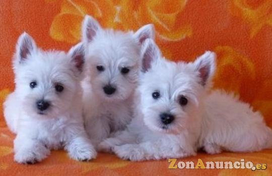 Regalo cachorros westy para adopcion